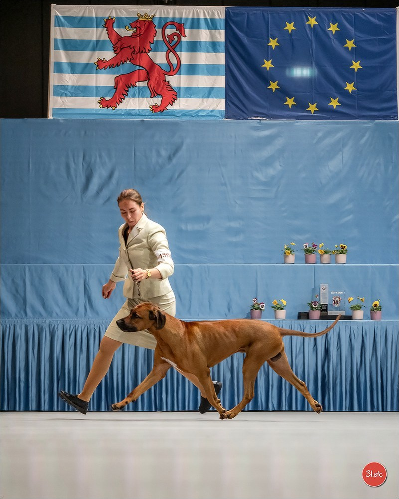 🇱🇺 LUXEMBOURG 🇱🇺 International Dog Show 🇱🇺 30/08 - 31/08/2025. Photographe à Strasbourg | Portraits, Studio, Enfants, Événements