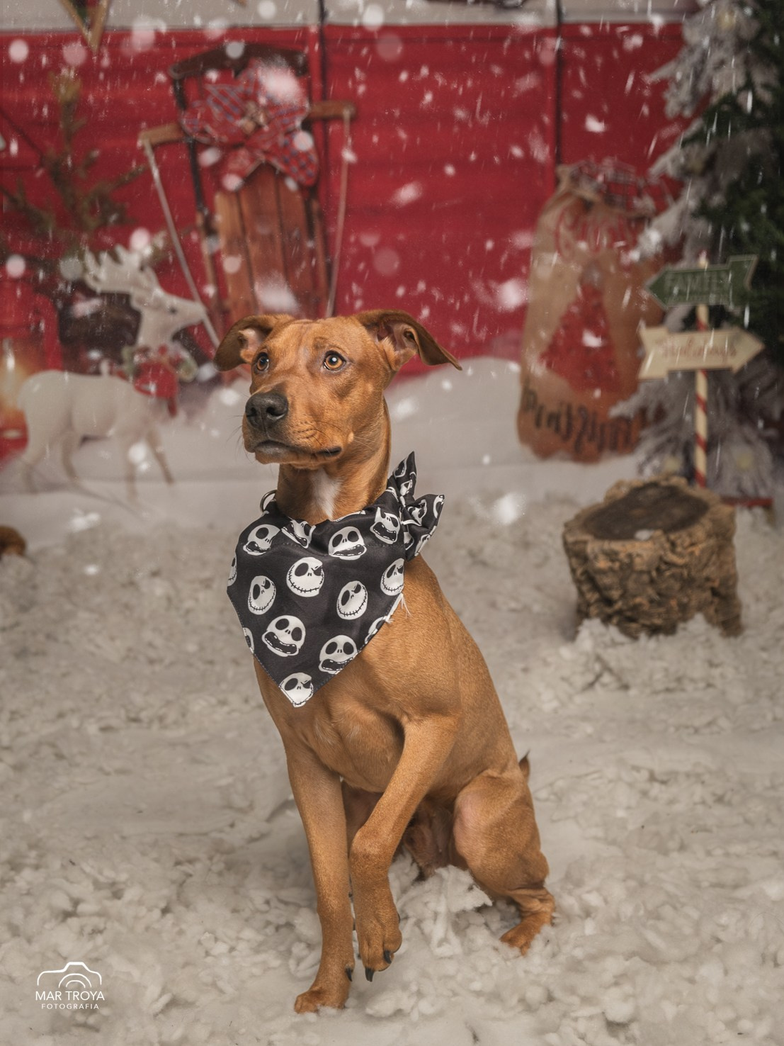 Navidad 2025. Fotos con huella, fotografía de perros y mascotas en Sevilla