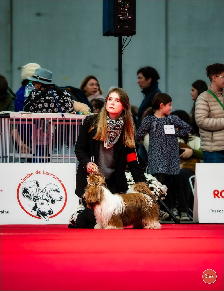 EXPOSITION CANINE NATIONALE ET INTERNATIONALE DE METZ (ACT LORRAINE) METZ (57) - 09 & 10/11/2024. Photographe à Strasbourg | Portraits, Studio, Enfants, Événements