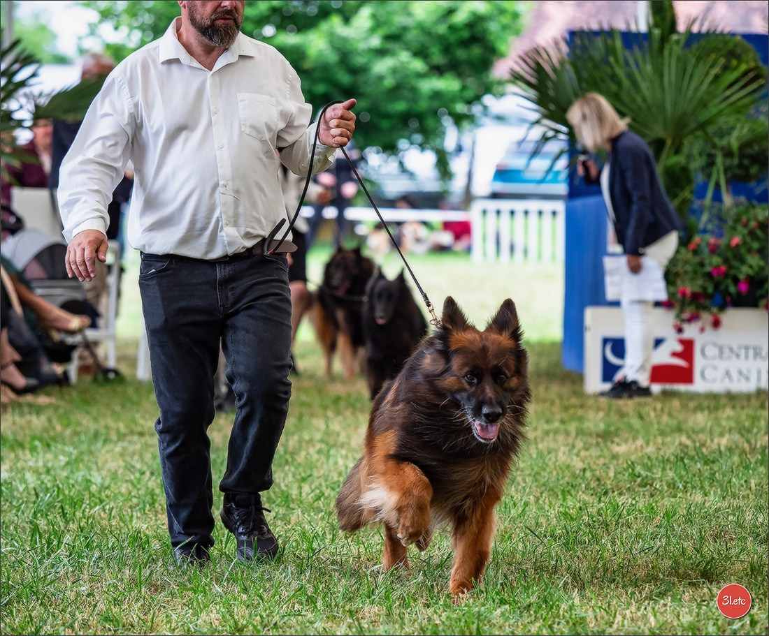 Championnat de France du chien de race  🇫🇷  DIJON (château de Brognon) 7-8/06/2025. Photographe à Strasbourg | Portraits, Studio, Enfants, Événements
