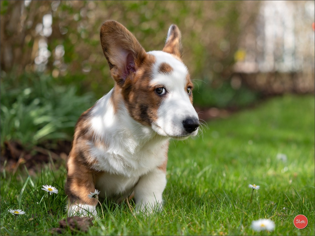 Photographie animalière. Photographe à Strasbourg | Portraits, Studio, Enfants, Événements