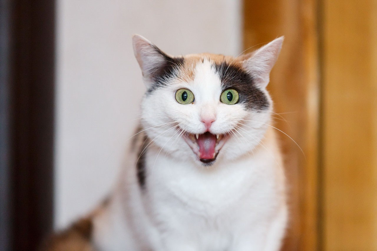 Mačka sa izraženim očima i smeškom – komičan portret ljubimca.