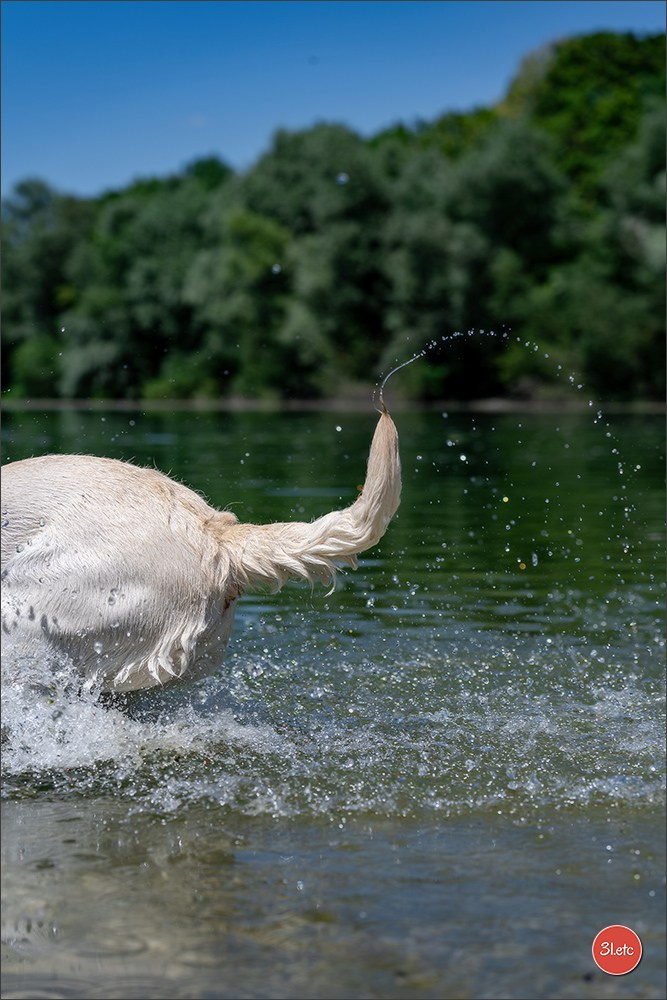 Photographie animalière. Photographe à Strasbourg | Les animaux, Portraits, Studio, Événements