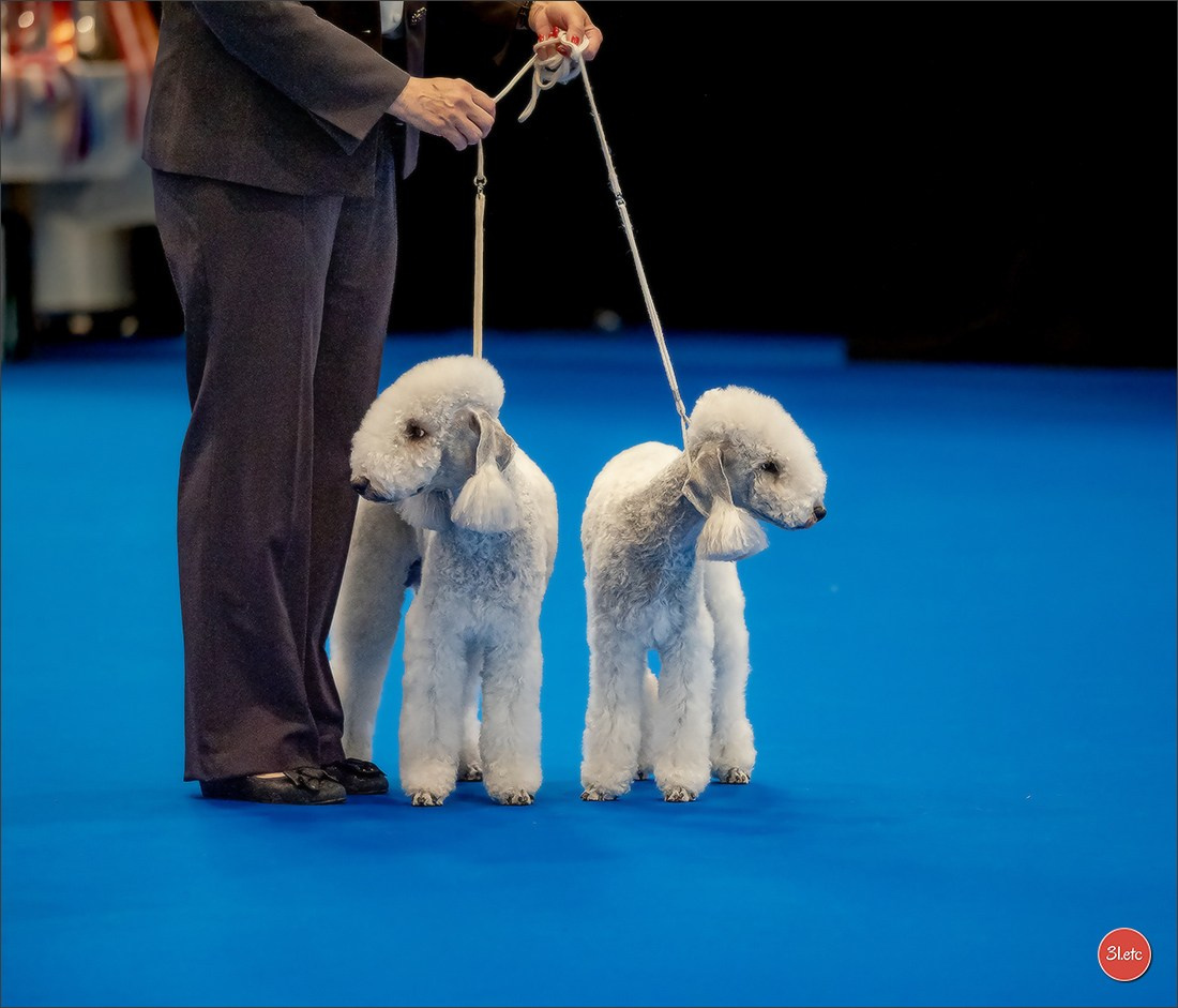Photographie animalière. Photographe à Strasbourg | Portraits, Studio, Enfants, Événements
