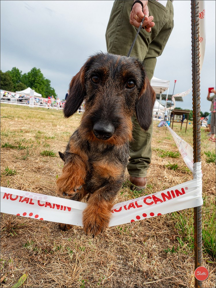 Expo canine (Teckel) Strasbourg Hoerdt  🇫🇷  5-6/07/2025. Photographe à Strasbourg | Portraits, Studio, Enfants, Événements