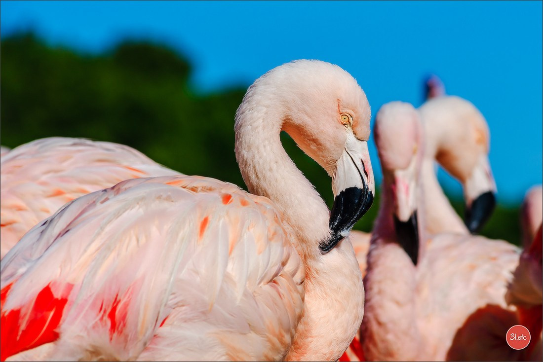 Photographie animalière. Photographe à Strasbourg | Portraits, Studio, Enfants, Événements