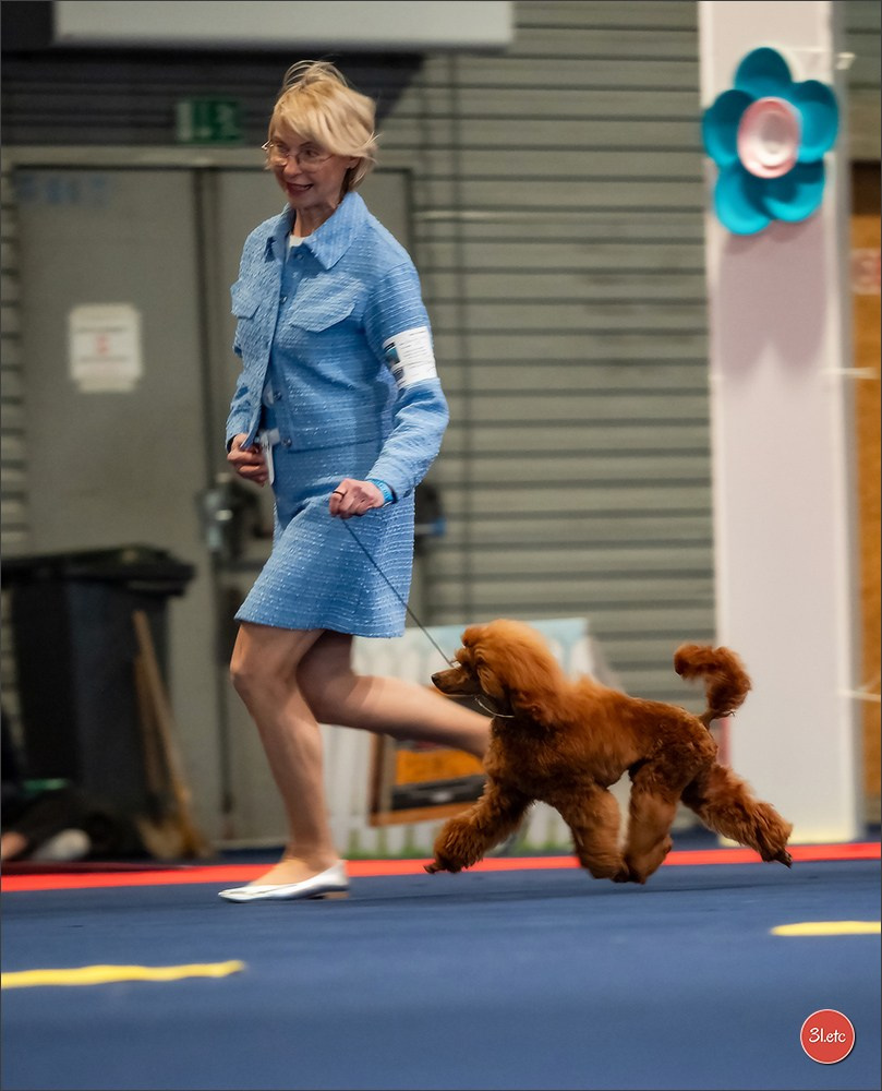 Expo canine   🇫🇷   Mulhouse 5-6/04/2025. Photographe à Strasbourg | Portraits, Studio, Enfants, Événements