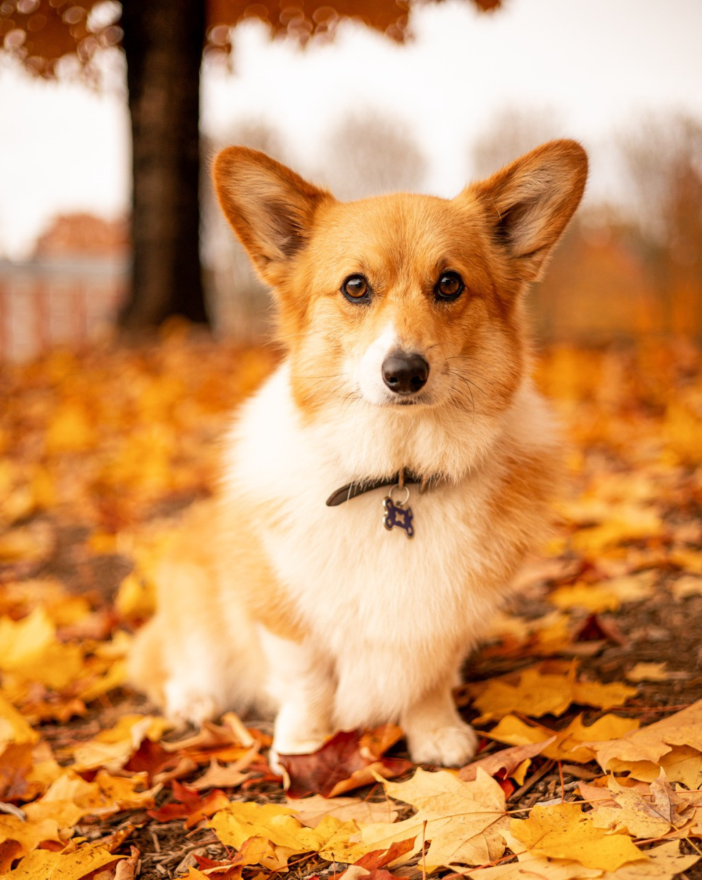 Season Specials. Wedding and portrait photography in Greenville SC