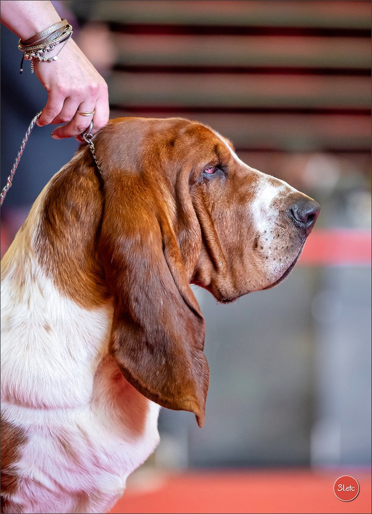 Exposition Canine à  Margny-lès-Compiègne 14-15/09/2024. Photographe à Strasbourg | Portraits, Studio, Enfants, Événements