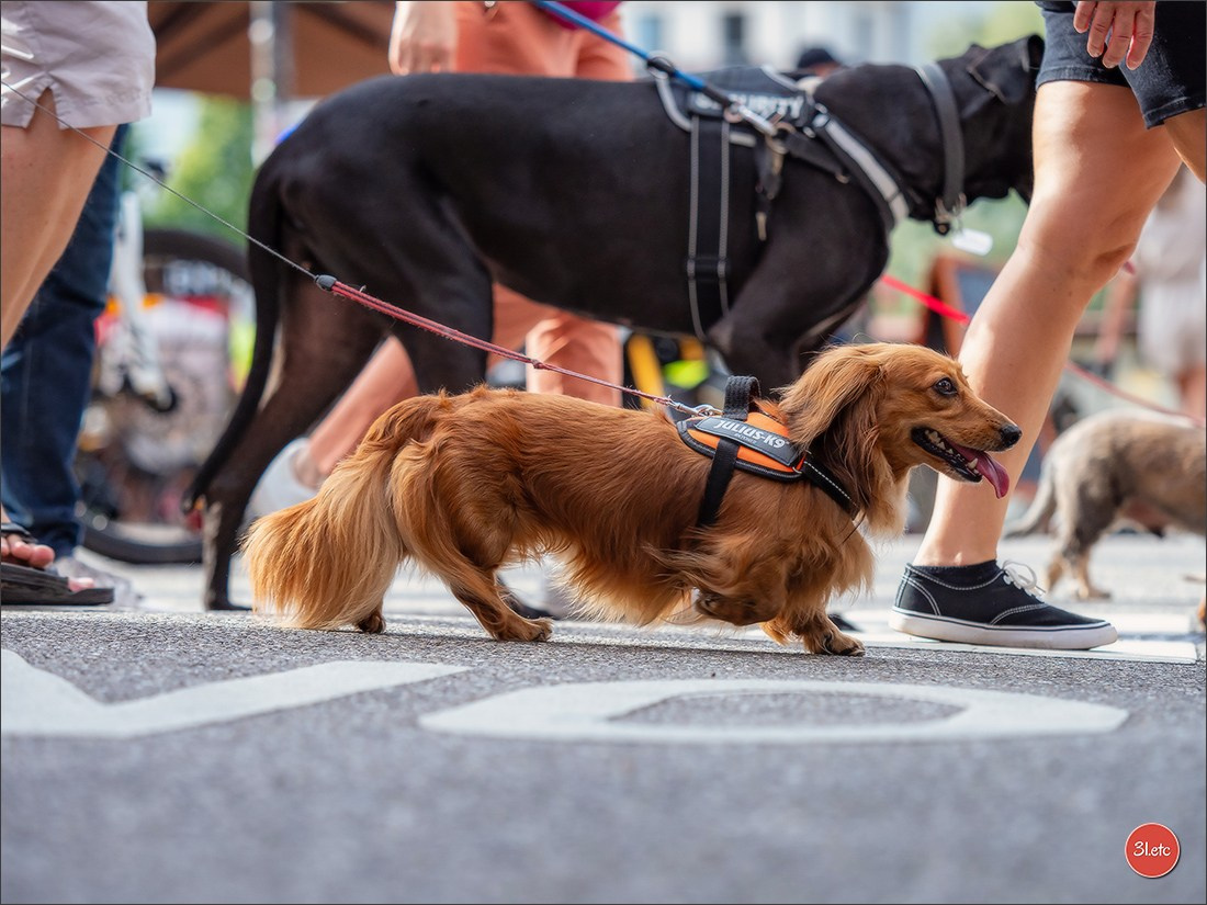 Teckels Parade Strasbourgeoise  Vous pouvez voir le galerie de photos. Photographe à Strasbourg | Portraits, Studio, Enfants, Événements