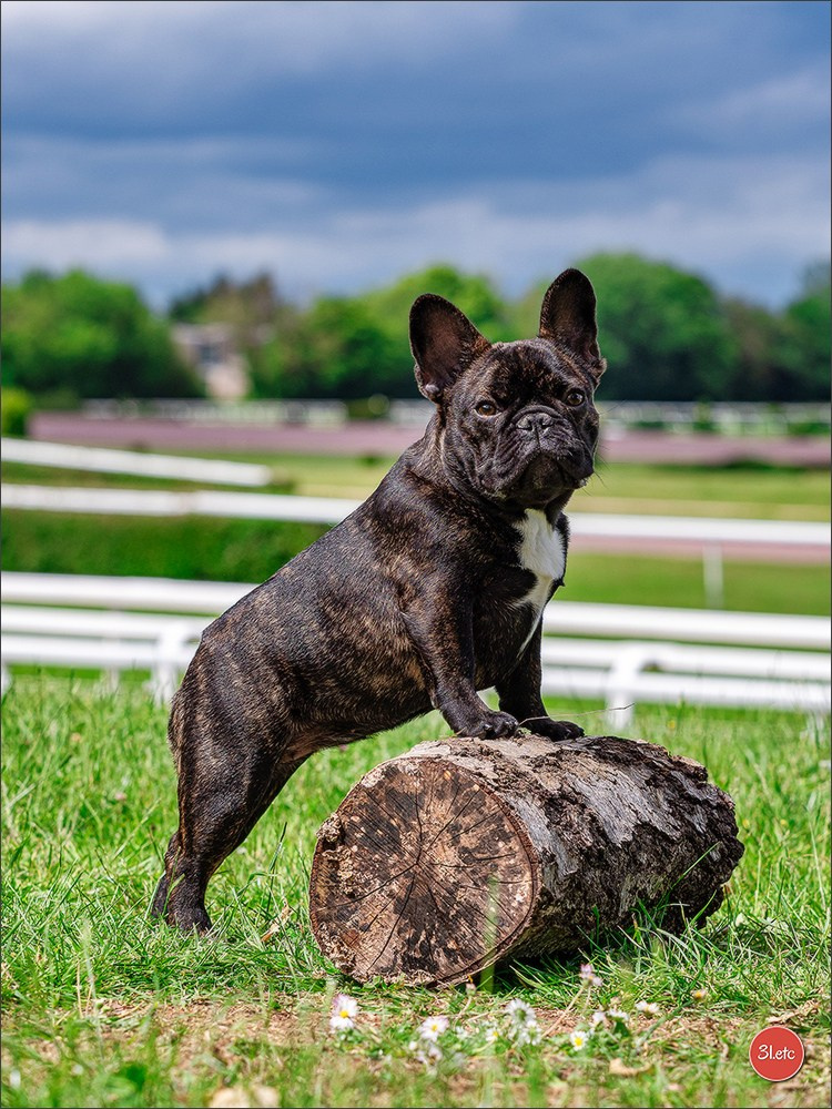 Expo canine Nancy  🇫🇷  25/05/2025. Photographe à Strasbourg | Portraits, Studio, Enfants, Événements