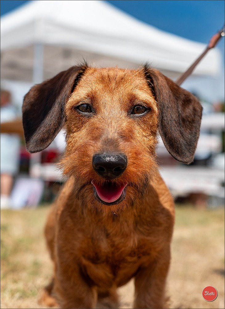 Expo canine (Teckel) Strasbourg Hoerdt  🇫🇷  5-6/07/2025. Photographe à Strasbourg | Portraits, Studio, Enfants, Événements