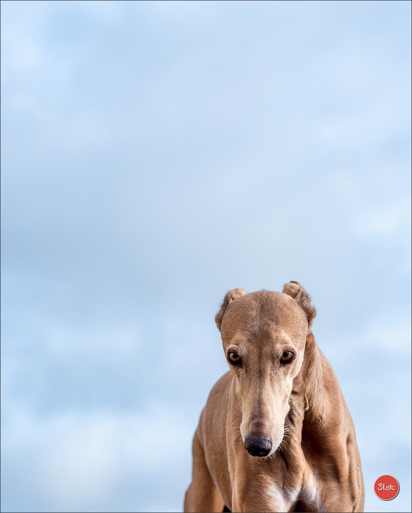 🇫🇷  Chalons en Champagne  🇫🇷  Expo canine  31/01-01/02/2026. Photographe à Strasbourg | Portraits, Studio, Enfants, Événements