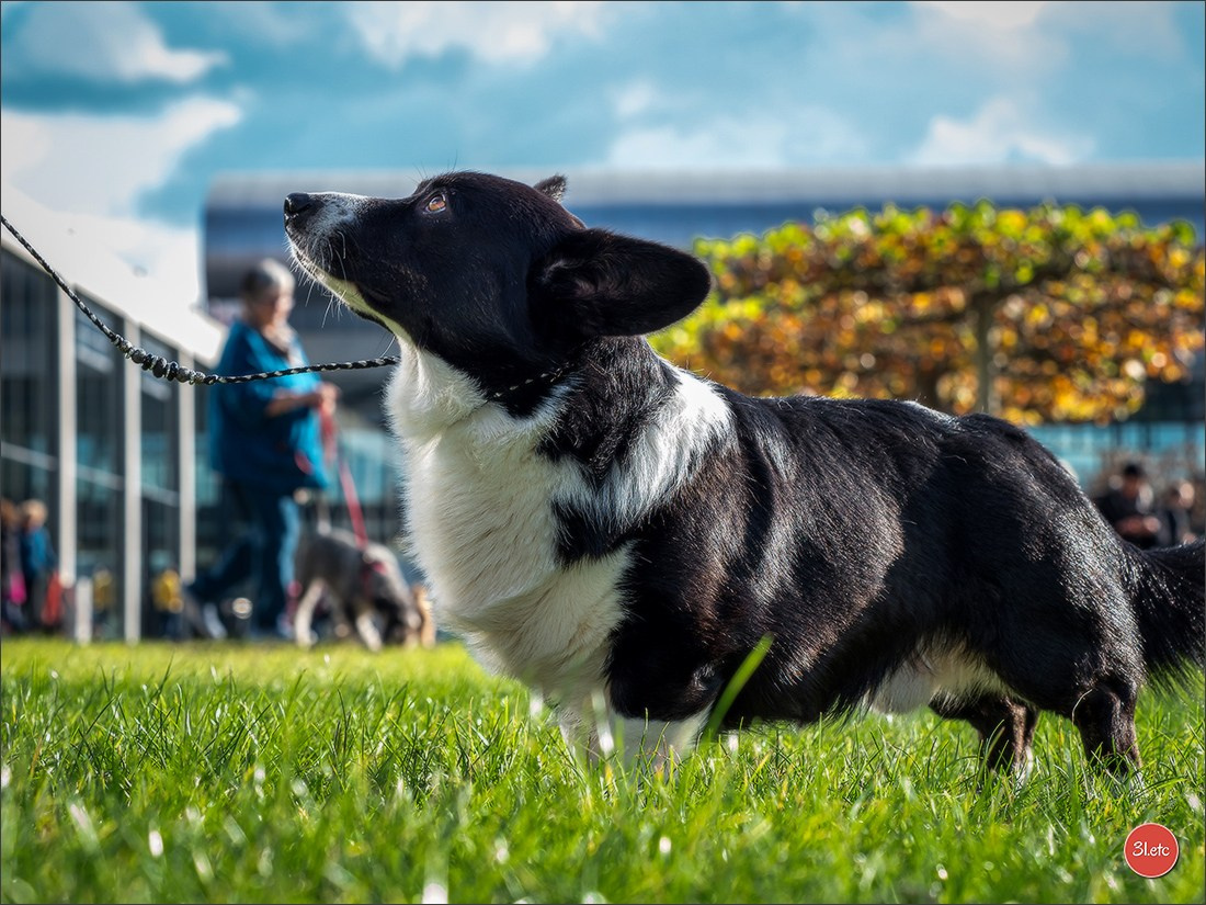 Dog Show in Karlsruhe 2023/11/11. Photographe à Strasbourg | Portraits, Studio, Enfants, Événements