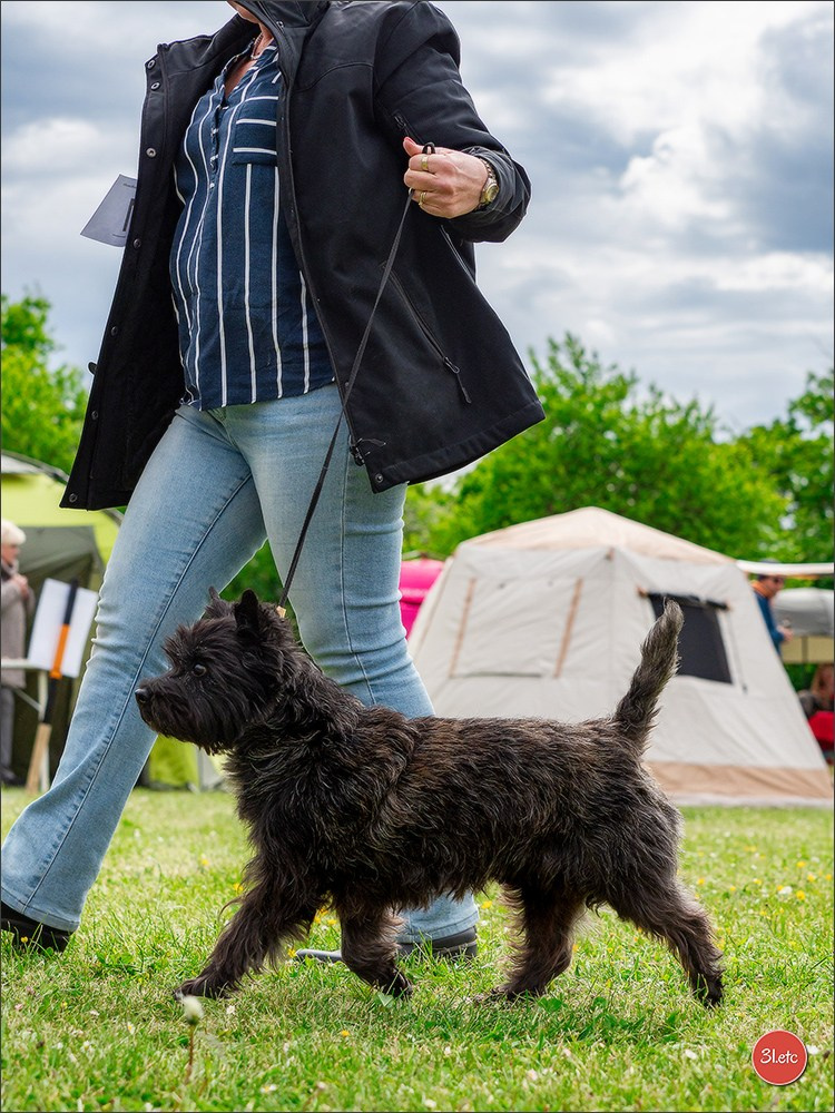 Dog Show Rieden 🇩🇪 16-18/05/2025. Photographe à Strasbourg | Portraits, Studio, Enfants, Événements