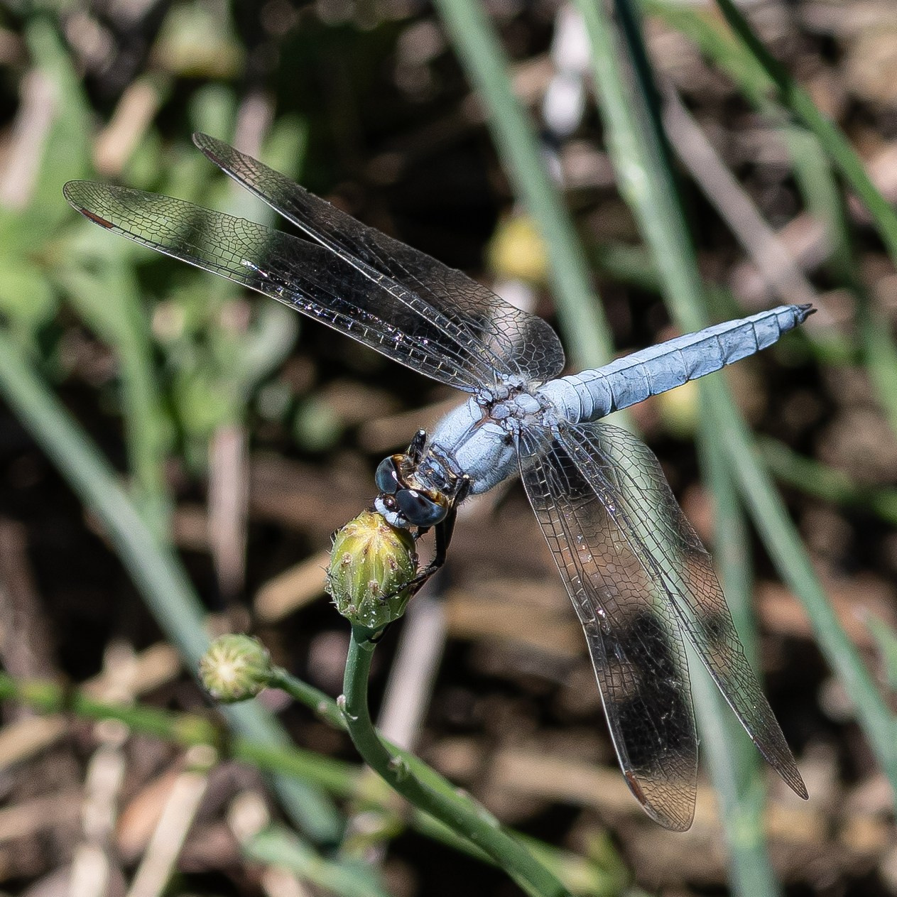 “Gianmaria Coscia fotografo per passione”