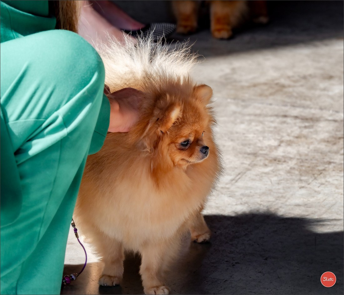 Expo canine 🇫🇷 MARGNY LES COMPIEGNE 06-07/09/2025. Photographe à Strasbourg | Portraits, Studio, Enfants, Événements