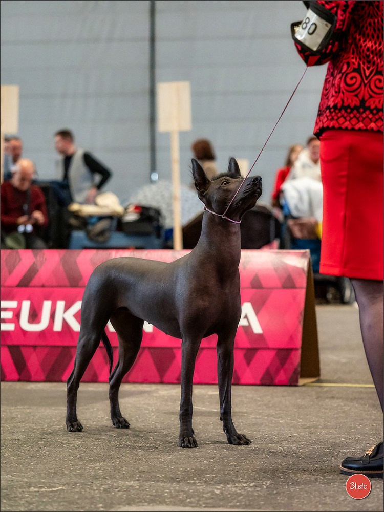 🇨🇭 Geneva Dog Show 15-17/11/2024. Photographe à Strasbourg | Portraits, Studio, Enfants, Événements