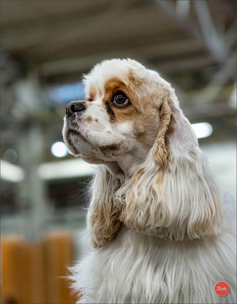 PDS  🇫🇷  Paris Dog Show  🇫🇷  Expo canine  10-11/01/2026. Photographe à Strasbourg | Portraits, Studio, Enfants, Événements