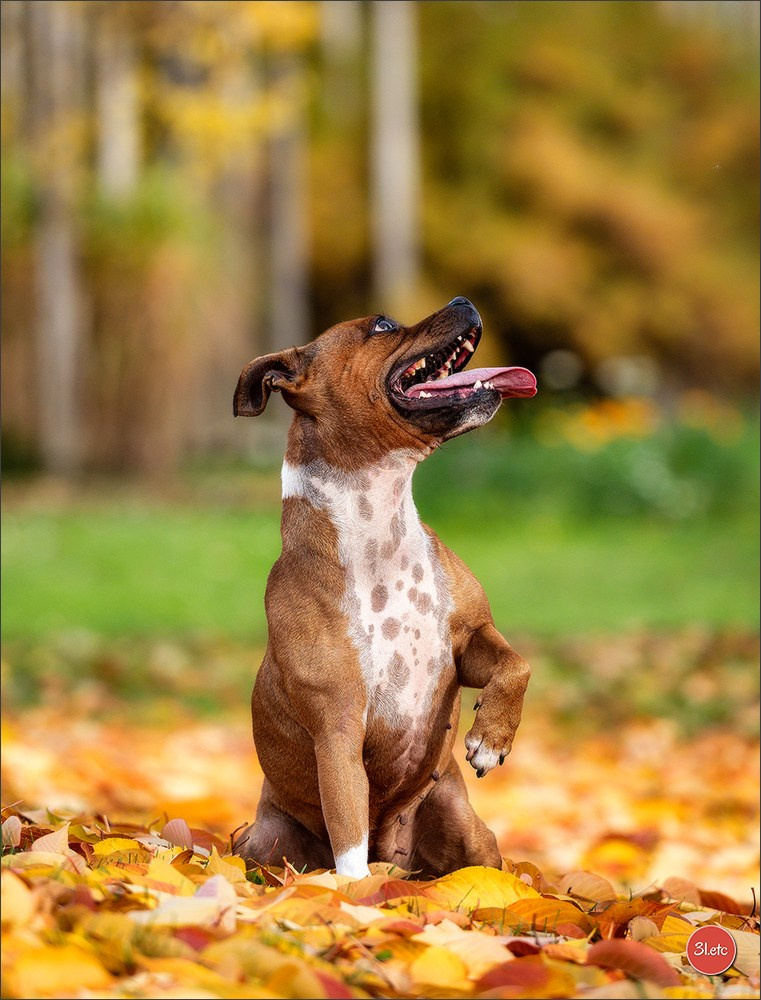 Strasbourg autumn. Photographe à Strasbourg | Portraits, Studio, Enfants, Événements