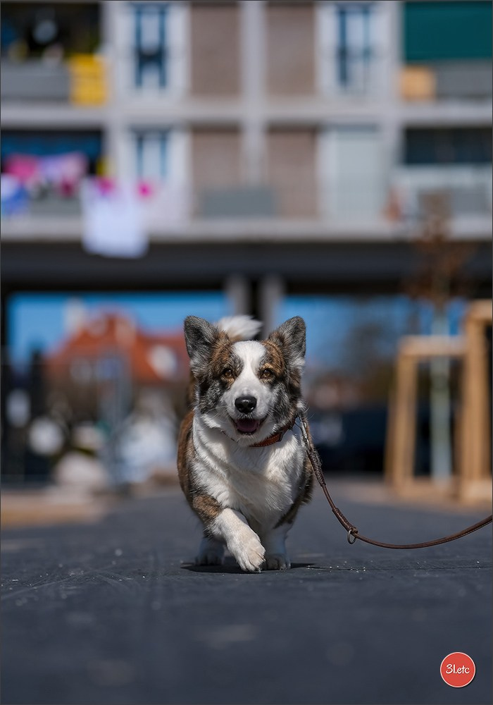 TEST ::: Sony Alpha 7 V (ILCE-7M5) 70-200mm f/2.8 GM II OSS. Photographe à Strasbourg | Portraits, Studio, Enfants, Événements