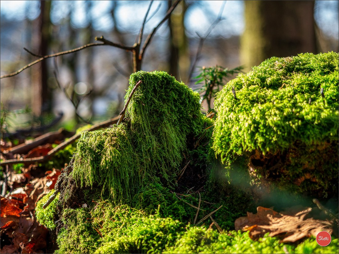 Une forêt, un rocher et un cimetière gallo-romain. Photographe à Strasbourg | Portraits, Studio, Enfants, Événements