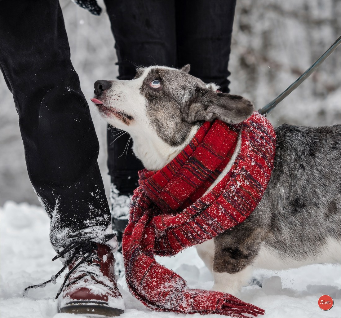 Photographie animalière. Photographe à Strasbourg | Portraits, Studio, Enfants, Événements