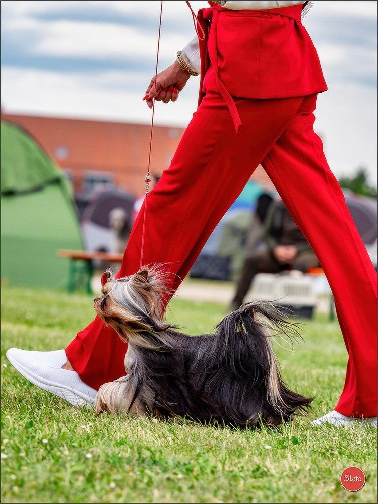 Dog Show Rieden 🇩🇪 16-18/05/2025. Photographe à Strasbourg | Portraits, Studio, Enfants, Événements