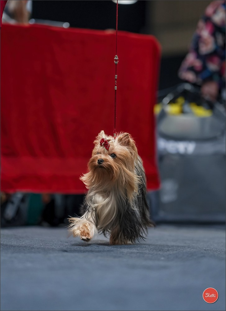 🇱🇺 LUXEMBOURG 🇱🇺 International Dog Show 4-5/04/2026. Photographe à Strasbourg | Portraits, Studio, Enfants, Événements