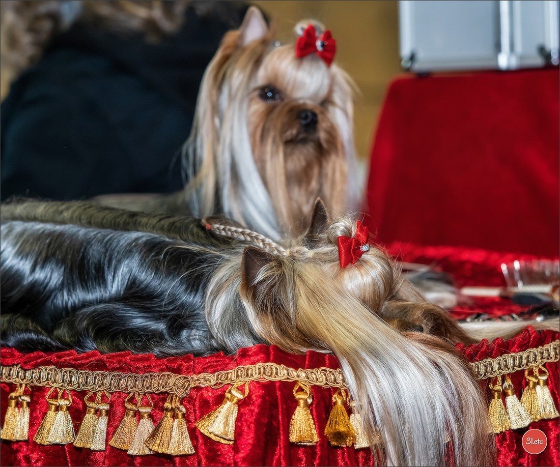 Expositions canines des 6 & 7 avril 2024 NDS Mulhouse, France. Photographe à Strasbourg | Portraits, Studio, Enfants, Événements