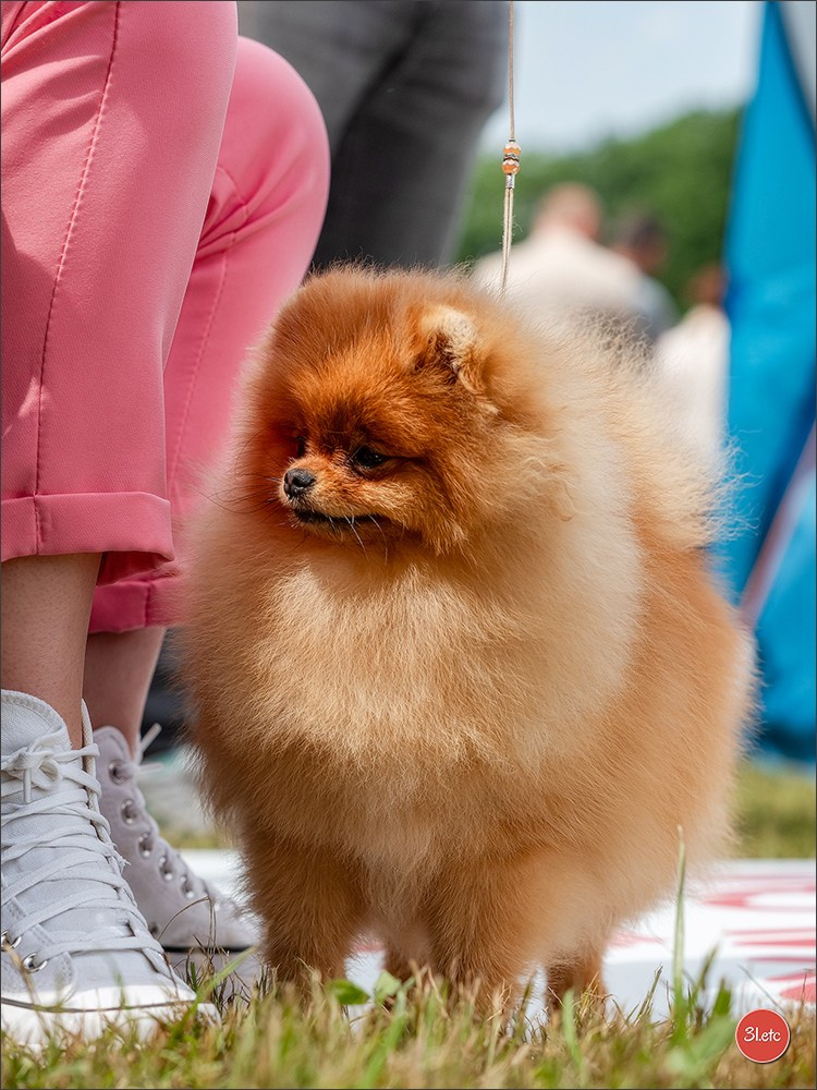Championnat de France du chien de race  🇫🇷  DIJON (château de Brognon) 7-8/06/2025. Photographe à Strasbourg | Portraits, Studio, Enfants, Événements