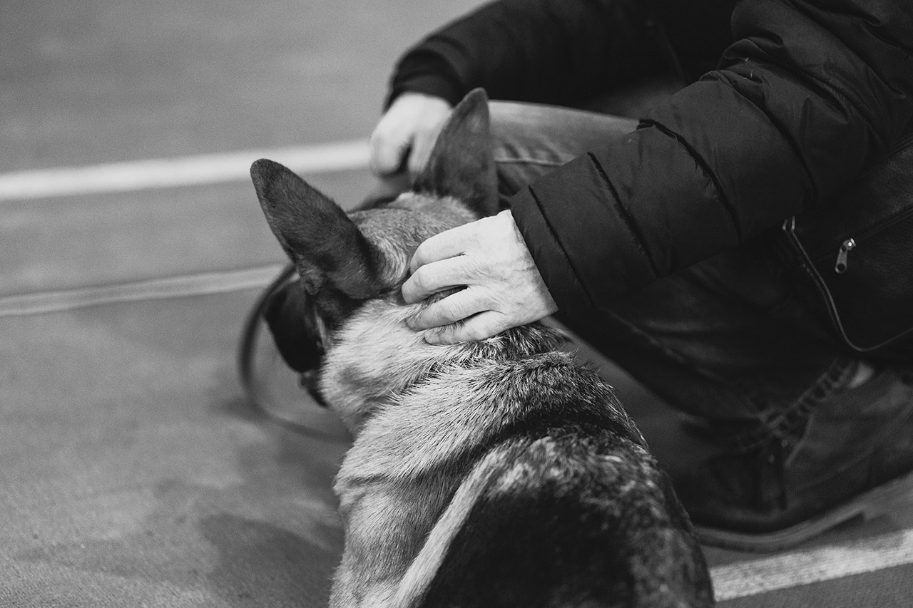 Grodno dog show. Kaja | fotograf we Wrocławiu | ludzie i psy