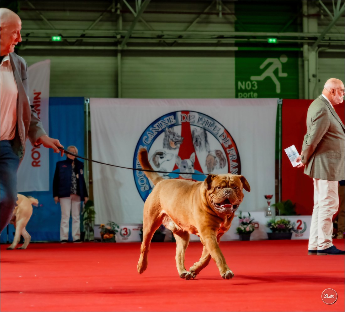 PDS  🇫🇷  Paris Dog Show  🇫🇷  Expo canine  10-11/01/2026. Photographe à Strasbourg | Portraits, Studio, Enfants, Événements