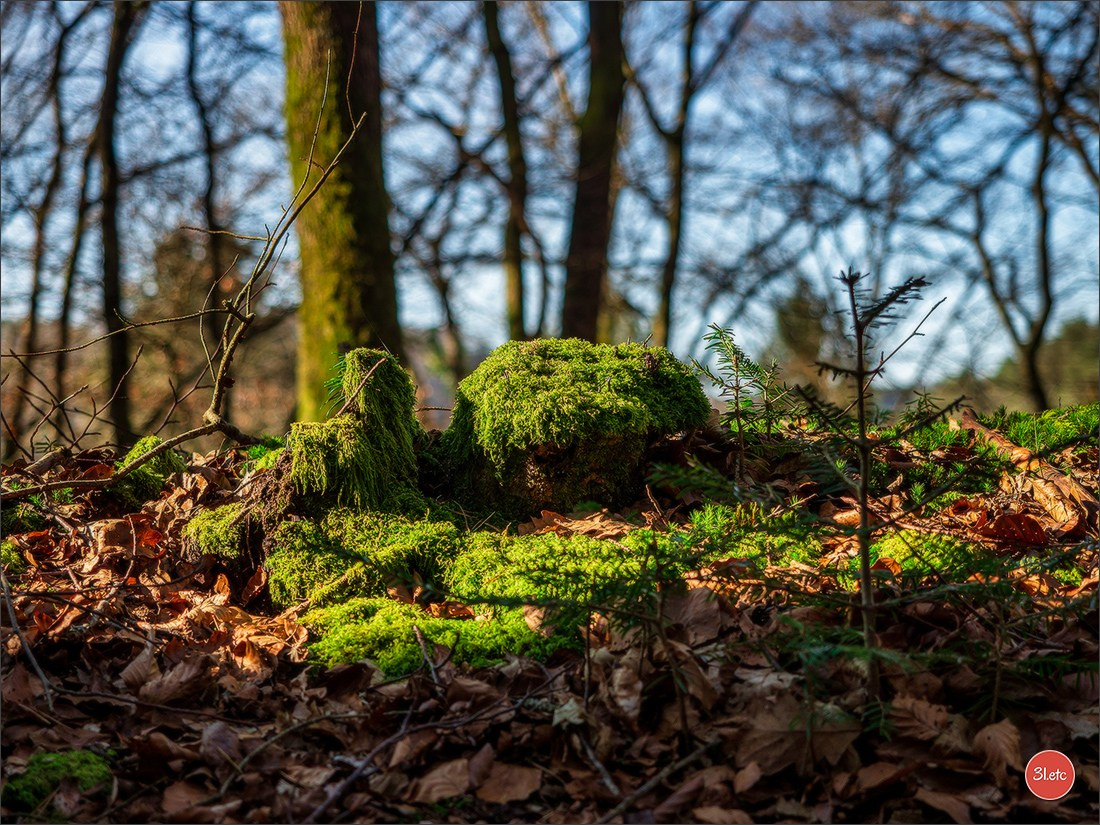 Une forêt, un rocher et un cimetière gallo-romain. Photographe à Strasbourg | Portraits, Studio, Enfants, Événements