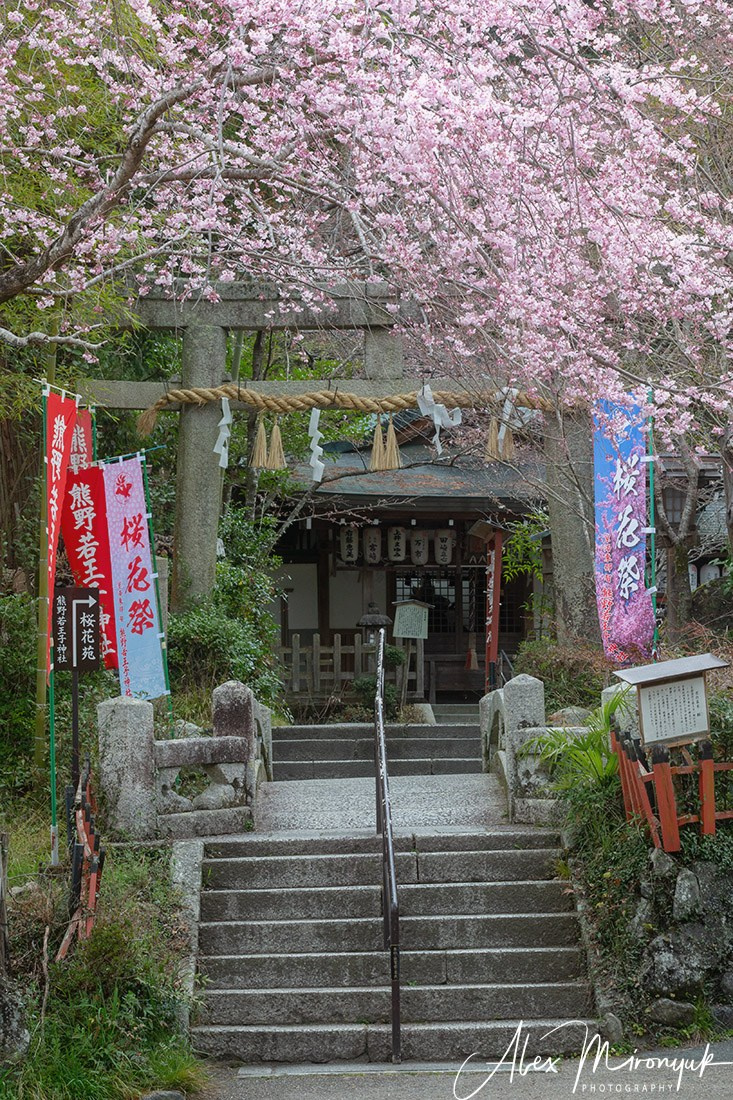 Hanami Season in Japan. Pet, Senior, Landscape, portrait studio, photographer in Miami and Sou