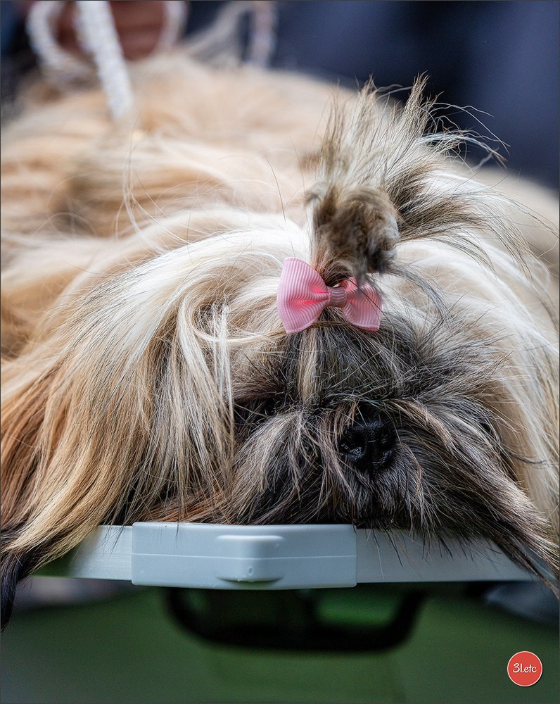 Expo canine Nancy  🇫🇷  25/05/2025. Photographe à Strasbourg | Portraits, Studio, Enfants, Événements