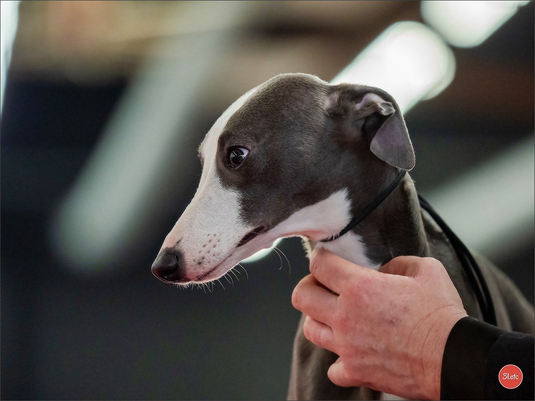 🇫🇷Exposition Canine Internationale de Perpignan. Photographe à Strasbourg | Portraits, Studio, Enfants, Événements