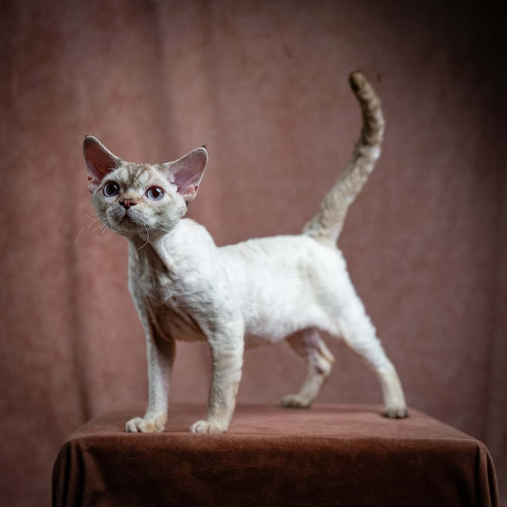 Flynn. Devon Rex Pixie Cattery