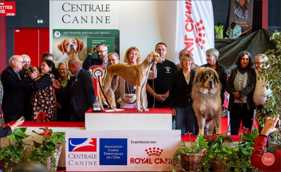 Exposition Canine à  Margny-lès-Compiègne 14-15/09/2024. Photographe à Strasbourg | Portraits, Studio, Enfants, Événements