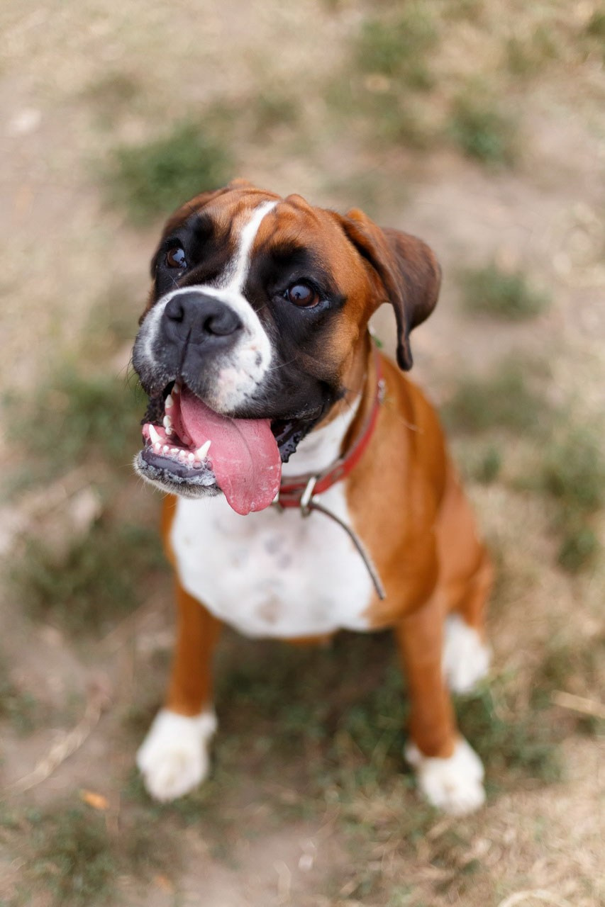 Simpatični bokser sa isplaženim jezikom u parku – profesionalna fotografija ljubimca.