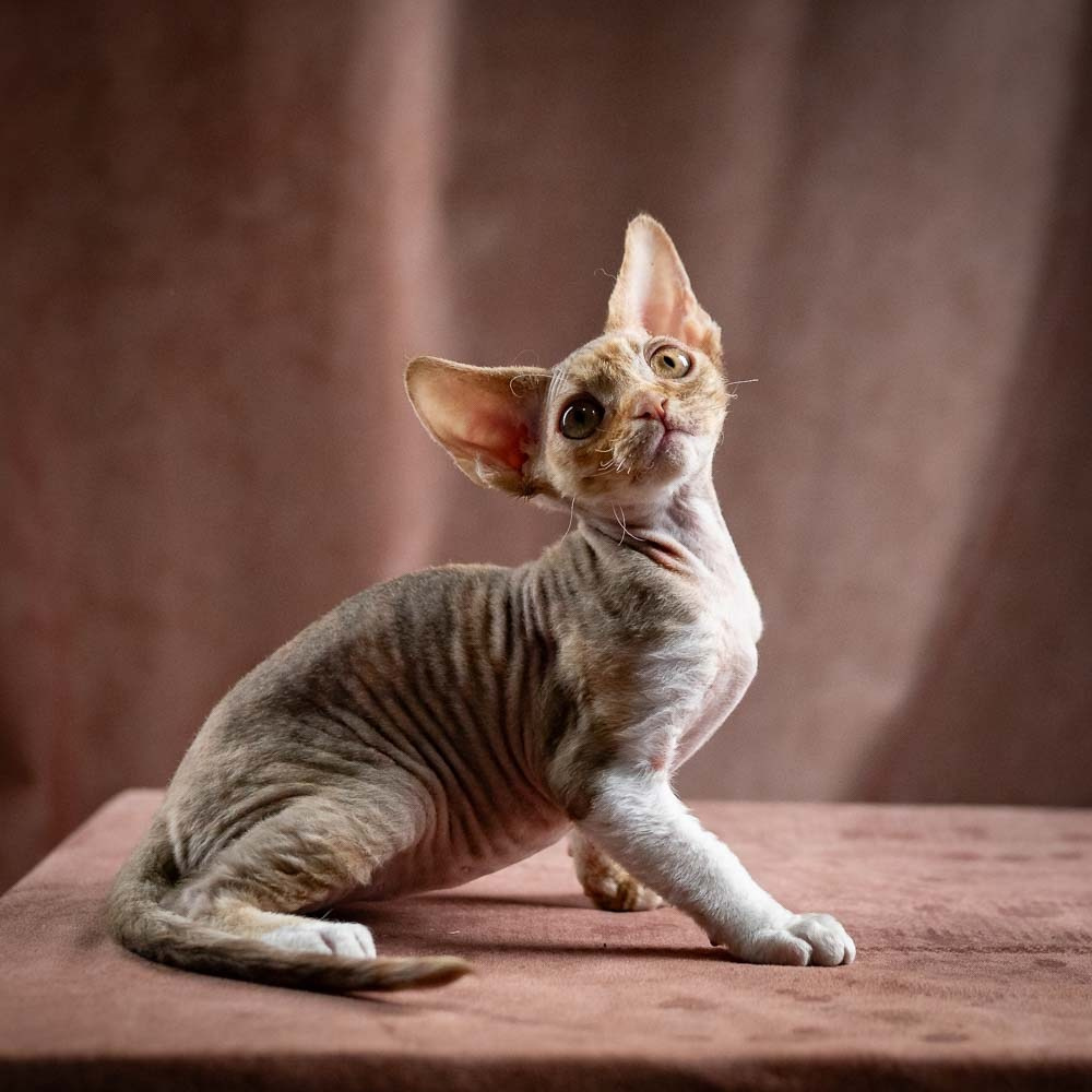 Ophelia, girl, born 02.08.26. Devon Rex Pixie Cattery