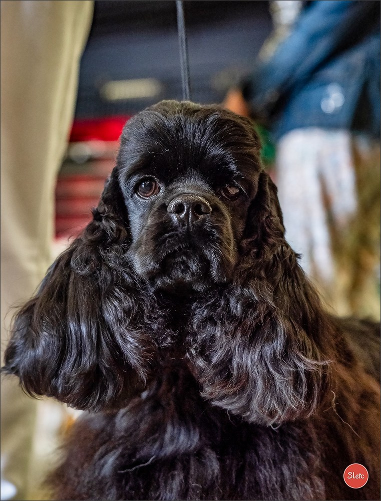 Expo canine 🇫🇷 MARGNY LES COMPIEGNE 06-07/09/2025. Photographe à Strasbourg | Portraits, Studio, Enfants, Événements
