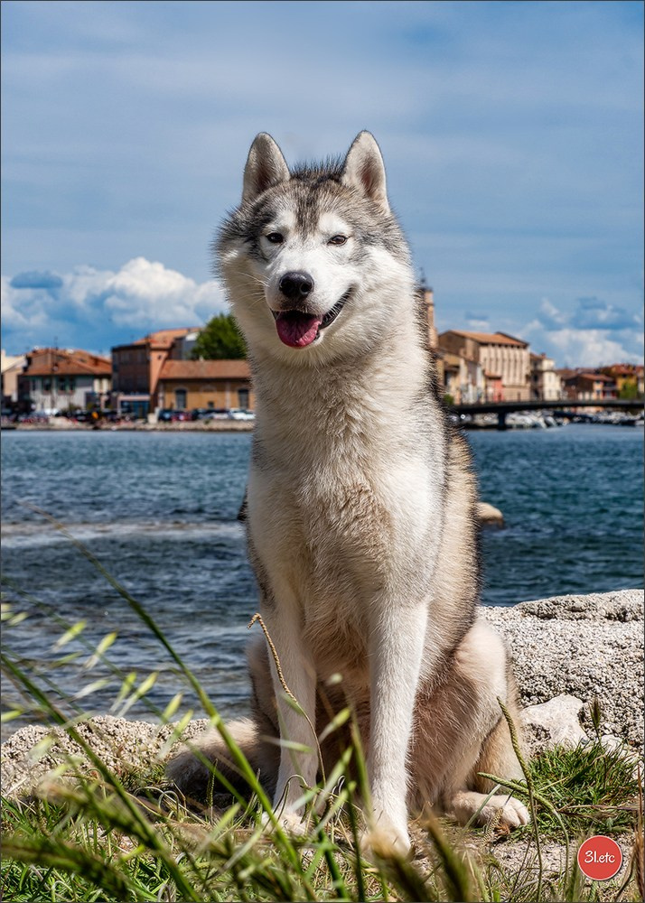 Expo canine 🇫🇷 Martigues  19-20/04/2025. Photographe à Strasbourg | Portraits, Studio, Enfants, Événements