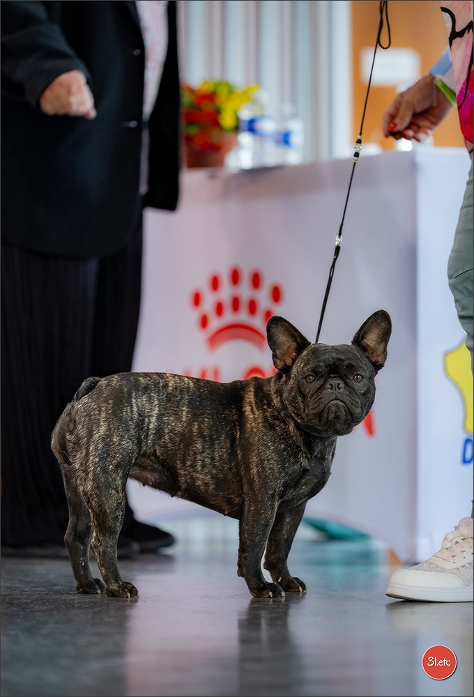 Expo canine 🇫🇷 Valence 02-03/05/2026