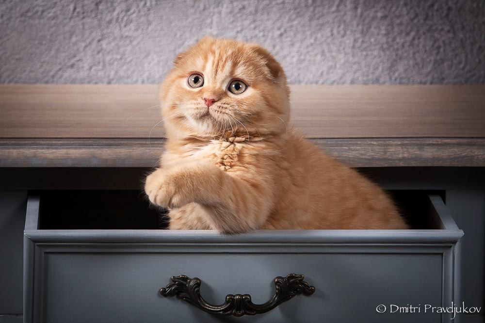 LEMMIKLOOMADE PILDISTAMINE