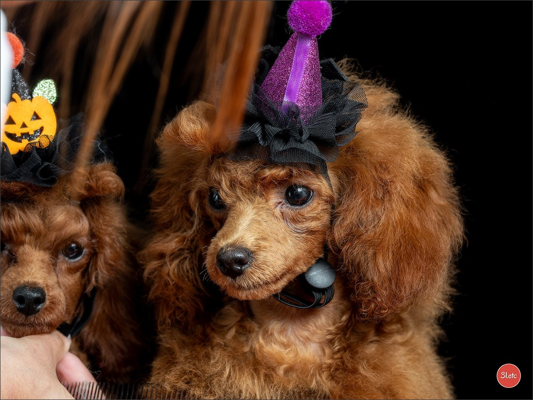 Séance photo d'Halloween dans un salon de toilettage https://pood-els.com/ à Strasbourg. Photographe à Strasbourg | Portraits, Studio, Enfants, Événements