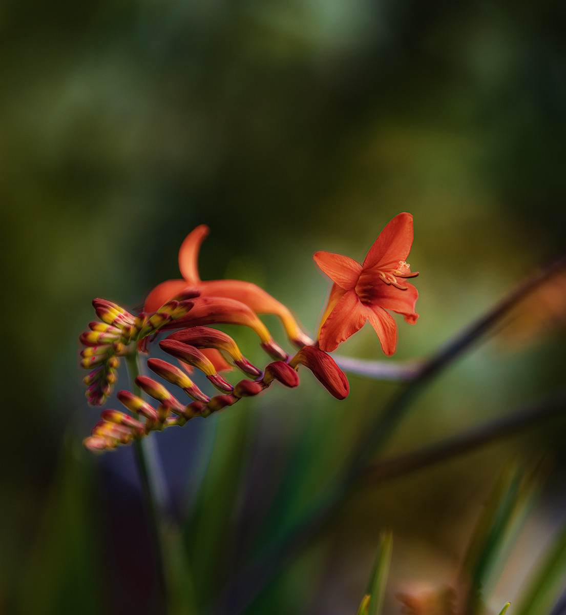 Blumen. LUKIN IGOR Photography