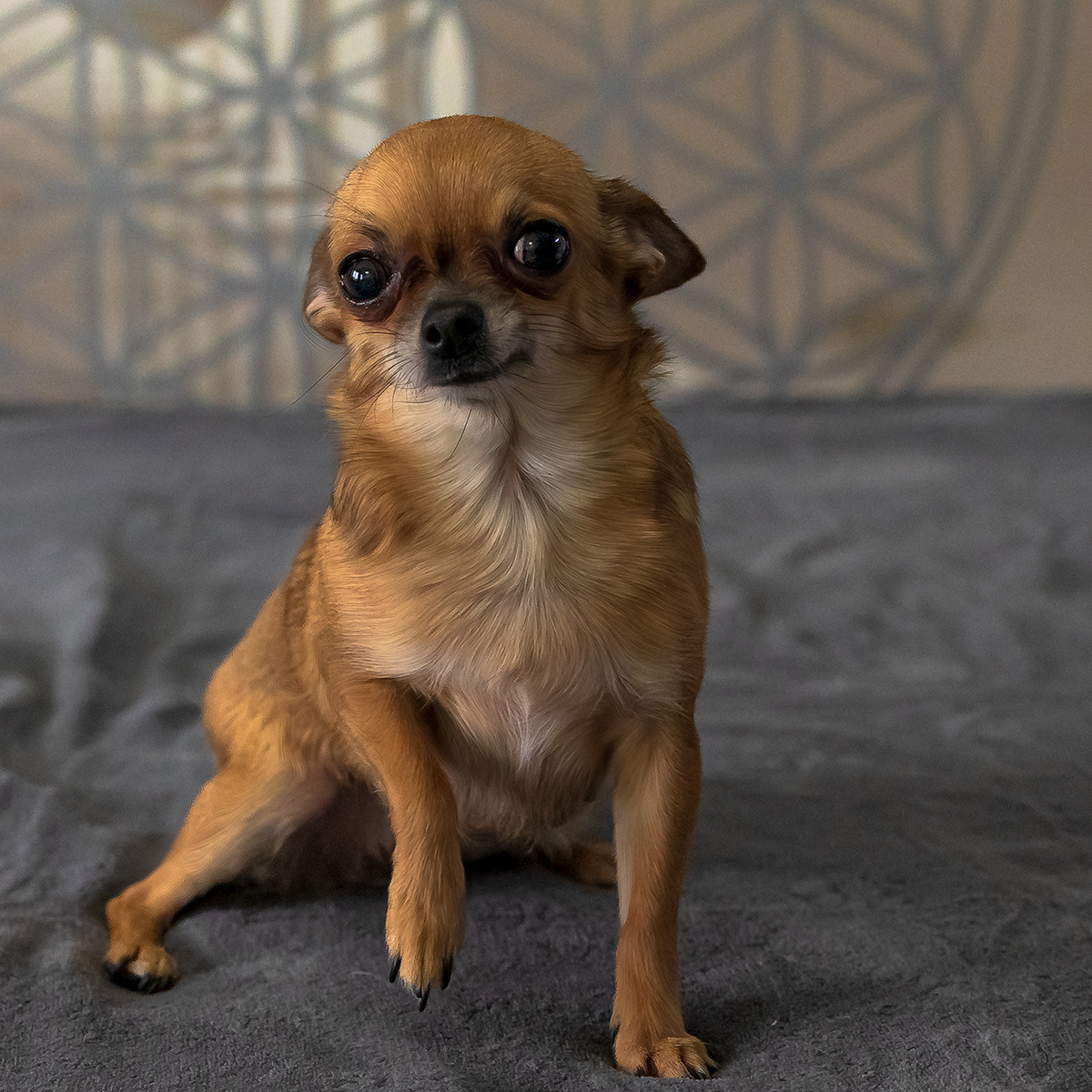 Hunde. LUKIN IGOR Photography