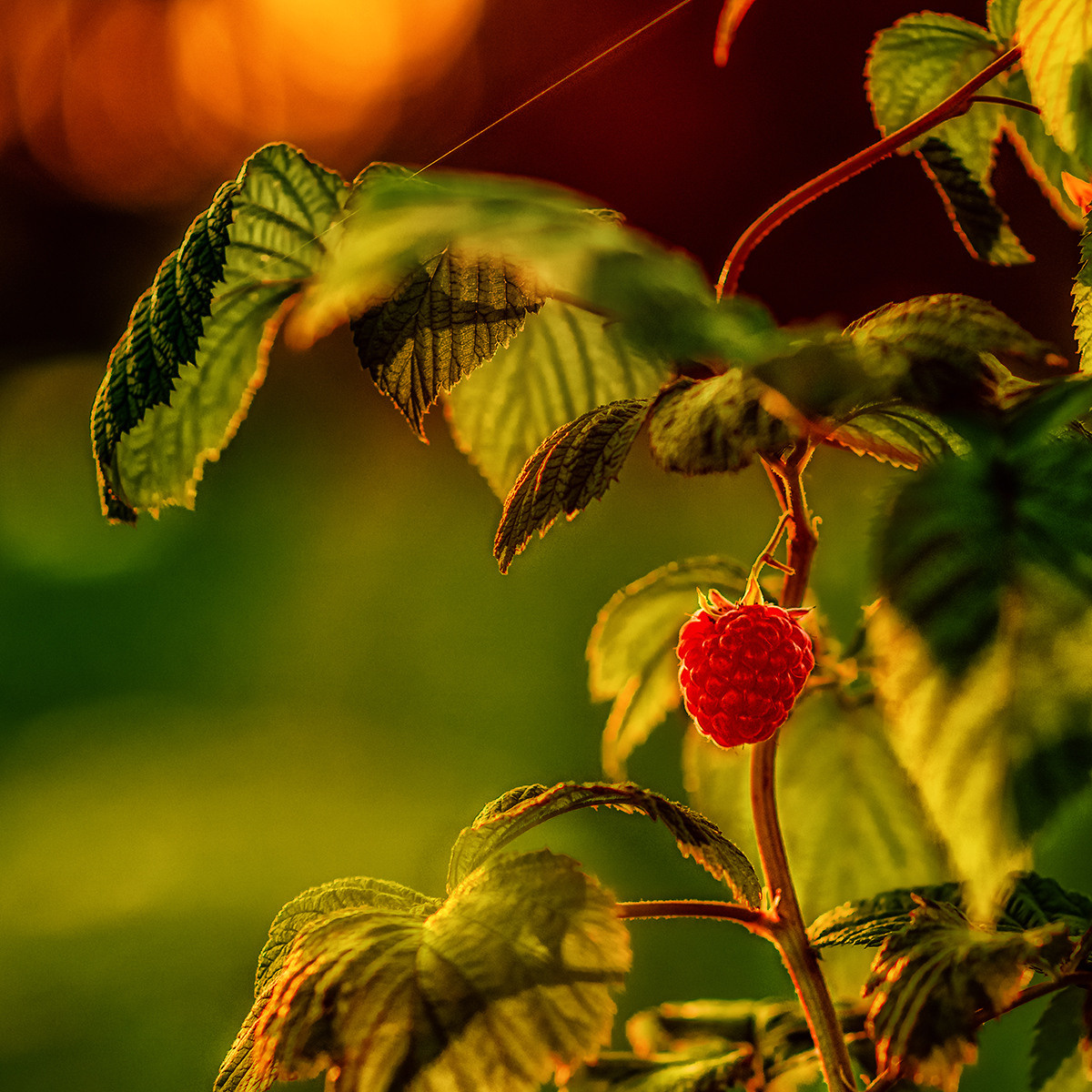 Blumen. LUKIN IGOR Photography