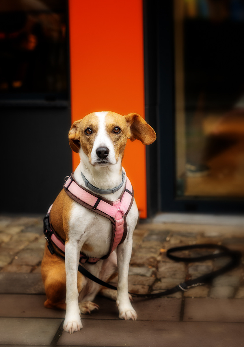 Hunde. LUKIN IGOR Photography